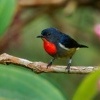 Kvetozob horsky - Dicaeum monticolum - Black-sided Flowerpecker o4295